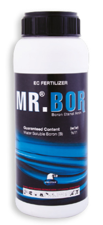 MR. BOR