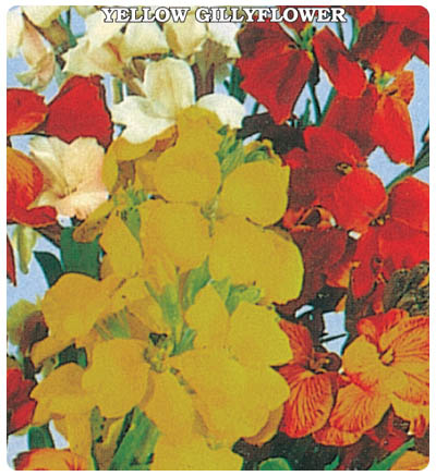 Sarı Şebboy Çiçeği